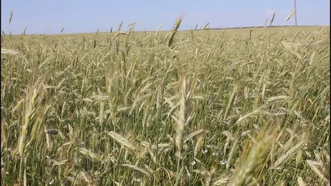 Field of wheat close-up Vídeo Stock 77603247