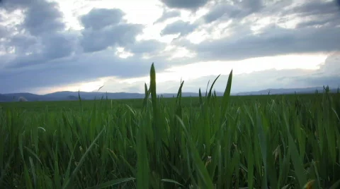 Field of wheat in a cloudy day Stock-Footage 680075