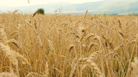 Field of wheat by cloudy day Stock Footage 96092786