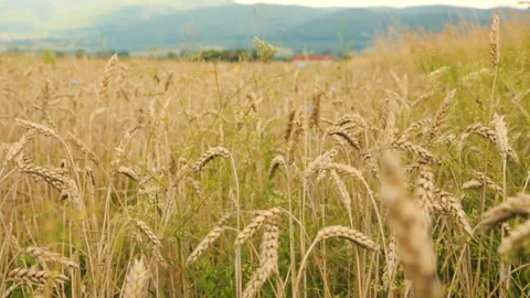 Field of wheat by cloudy day 库存影片 96093227