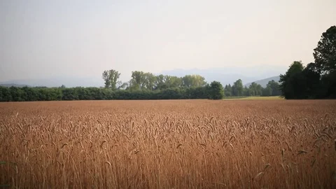Field of wheat on a cloudy summer day, Italy Stock Footage 114960477