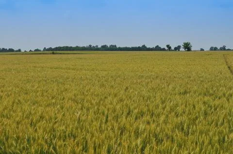 Field of wheat corn background Stock Photos