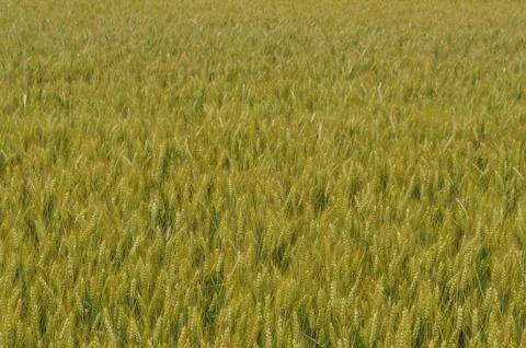 Field of wheat corn background Stock Photos