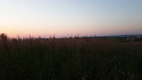 Field of wheat at dawn Stock-Footage 139299085