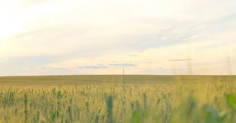 Field of wheat at dawn or sunset. Vertical panning. Stock Footage 77522409