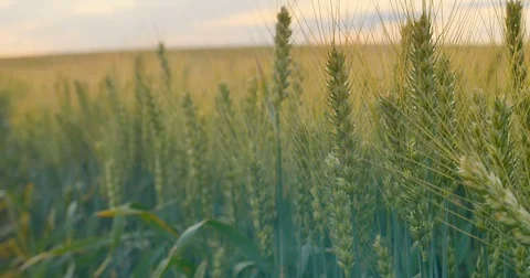 Field of wheat at dawn or sunset. Focusing. 스톡 동영상 77523125