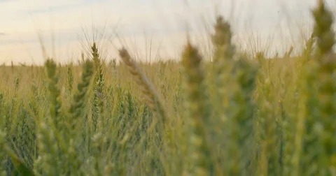 Field of wheat at dawn or sunset. Focusing. Video stock 77523312