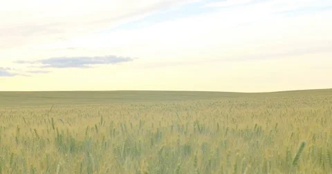 Field of wheat at dawn or sunset. Vertical panning. Stock Footage 77523931