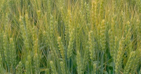 Field of wheat at dawn or sunset. Focusing. Stock Footage 77524305