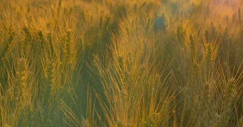 Field of wheat at dawn or sunset. Horizontal panning. Stock Footage 77525128