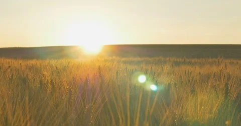 Field of wheat at dawn or sunset. Horizontal panning. Stock Footage 77525380