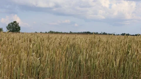 Field of wheat during the summer in Sweden, 2025. Stock Footage 315247136