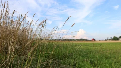 Field of wheat during the summer in Sweden, 2025. Stock Footage 315247166