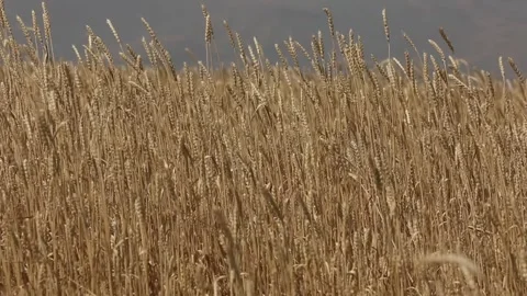 A field of wheat ears 15 Stock Footage 333512071