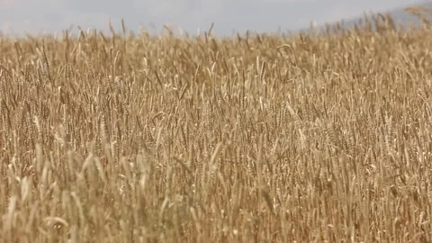 A field of wheat ears 3 Stock Footage 333511768
