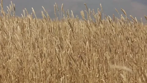 A field of wheat ears 5 Stock Footage 333511746