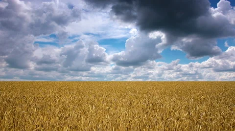 Field wheat ears and cloudy sky Stock Footage 61031136