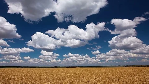 Field wheat ears and cloudy sky Stock Footage 84236343
