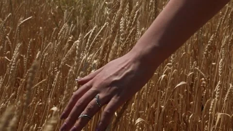 A field of wheat ears and a womans hand 2 Video stock 333512060