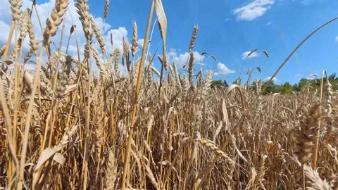A field with wheat ears Stock Footage 319031708