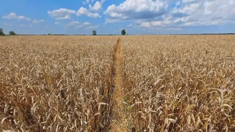 A field with wheat ears Stock Footage 319031730