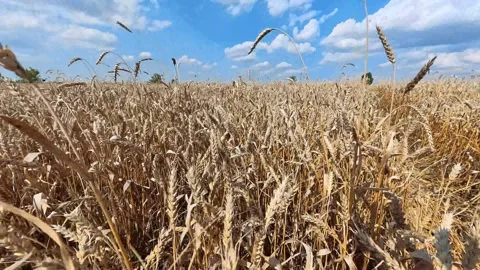 A field with wheat ears Stock Footage 319031760