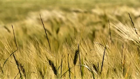 Field of wheat ears moved by the wind Stock Footage 125936697