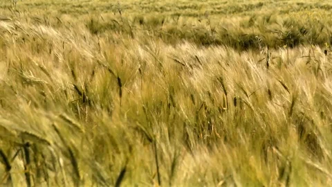 Field of wheat ears moved by the wind Stock Footage 125938049