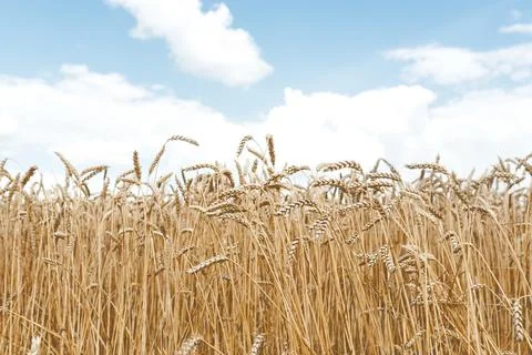 Field of wheat ears Stock Photos