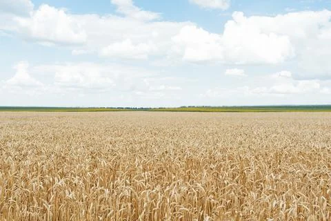 Field of wheat ears Foto stock