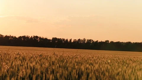 Field with wheat ears at sunset Stock Footage 77641623