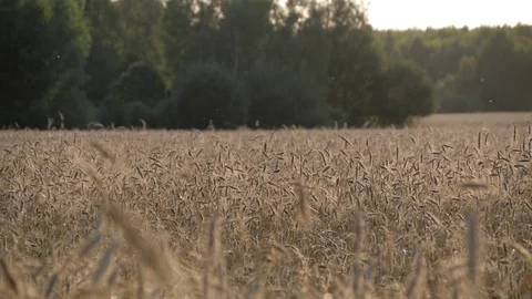Field of wheat. The ears swing slowly in the wind. Stock Footage 83068113