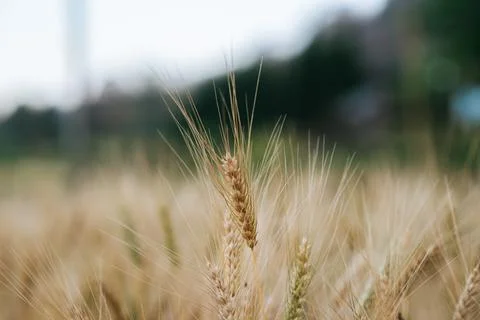 Field of wheat farm Foto stock