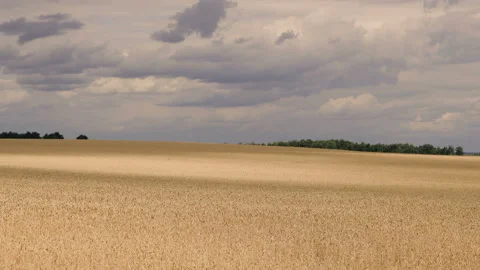 Field. Wheat field with clouds that create shadows on the field Stock Footage 112313377