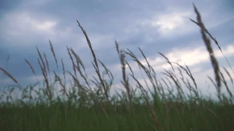 Field. Wheat field Video stock 100090872