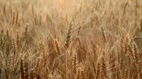 Field of wheat Video stock 788197