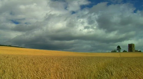 Field of wheat Stock Footage 796148