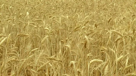 Field of wheat Stock Footage 5505364