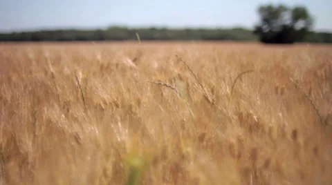 Field of wheat  Stock Footage 7769225