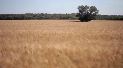 Field of wheat Video stock 7769288