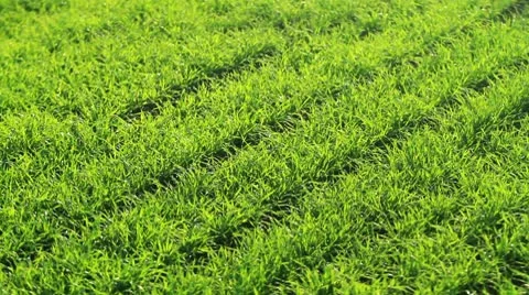 Field of wheat Stock-Footage 8929014