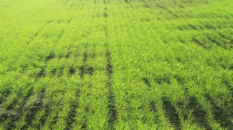 Field of wheat Stock Footage 8929428