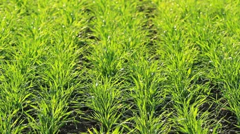 Field of wheat Stock Footage 8929681