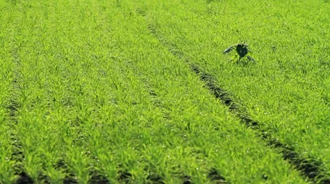 Field of wheat 스톡 동영상 8930368