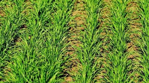 Field of wheat Stockbeeldmateriaal 8930515