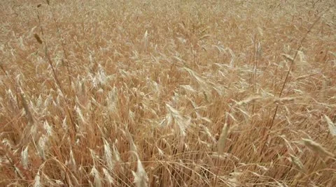 Field of wheat Video stock 8959707