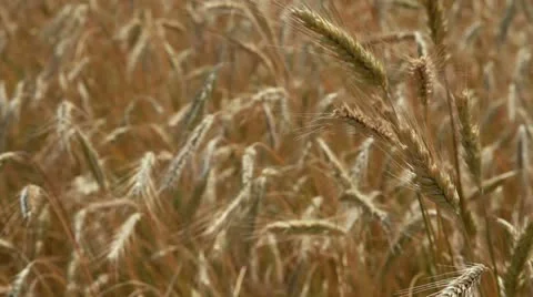 Field of wheat Video stock 8959780