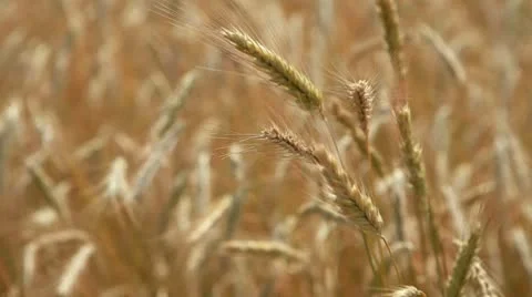 Field of wheat Video stock 8959810