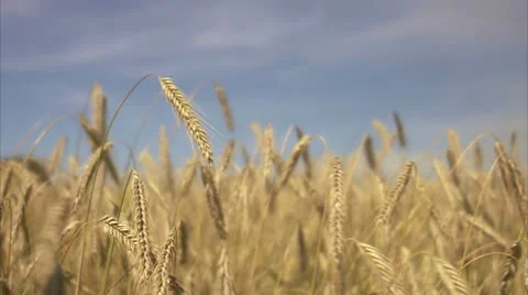 A field of wheat 스톡 동영상 11311389