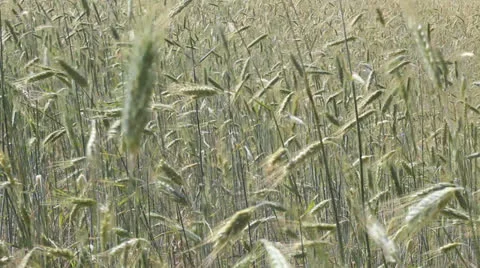 Field of wheat Stock Footage 25631267